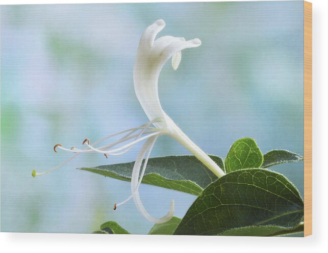 Honeysuckle Wood Print featuring the photograph Honeysuckle Portrait. by Terence Davis