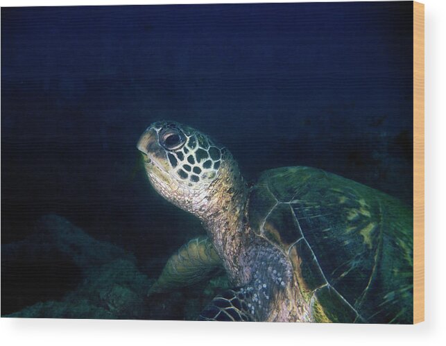 Green Sea Turtle Wood Print featuring the photograph Honu, Green Sea Turtle 1 by Pauline Walsh Jacobson