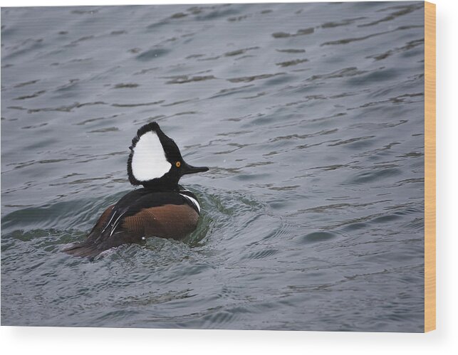 Gary Hall Wood Print featuring the photograph Hooded Merganser 3 by Gary Hall