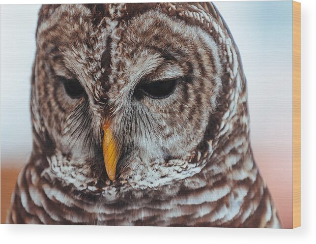 Owl Wood Print featuring the photograph Barred by Jose Vazquez