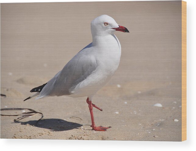 Photo Wood Print featuring the photograph Hop-Along Seagull by Csilla Florida