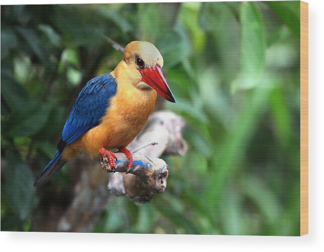  Wood Print featuring the photograph Stork-billed Kingfisher by Darcy Dietrich