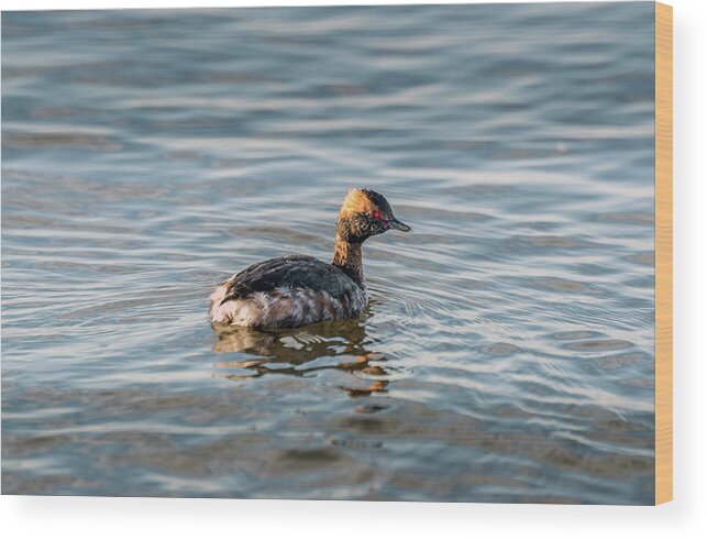 Horned Grebe Wood Print featuring the photograph Horned Grebe swimming in the Chesapeake Bay by Patrick Wolf
