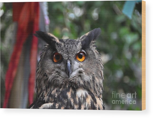 Owl Wood Print featuring the photograph Horned Owl by John Black