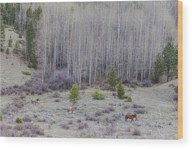 Horses Wood Print featuring the photograph Horse Harmony by James BO Insogna