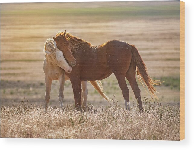 Horses Wood Print featuring the photograph Horse Love by Michael Ash