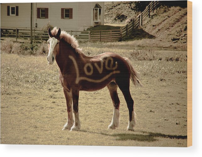 Horse Wood Print featuring the photograph Horse Love by Trish Tritz