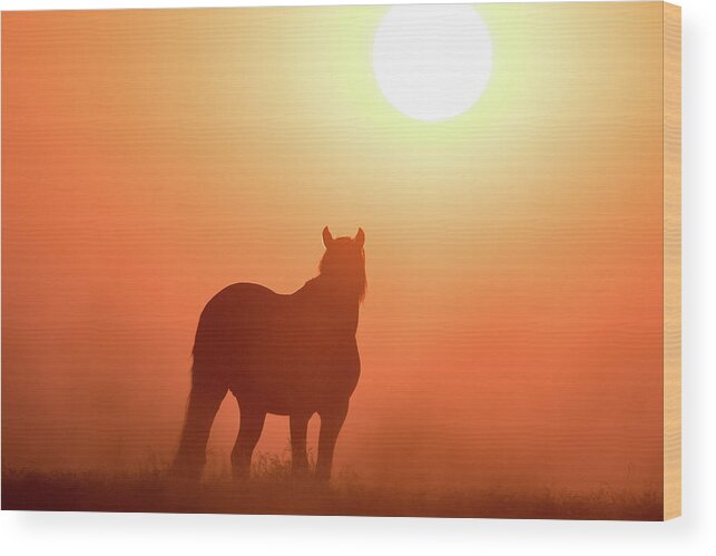 Silhouette Wood Print featuring the photograph Horse Silhouette by Wesley Aston