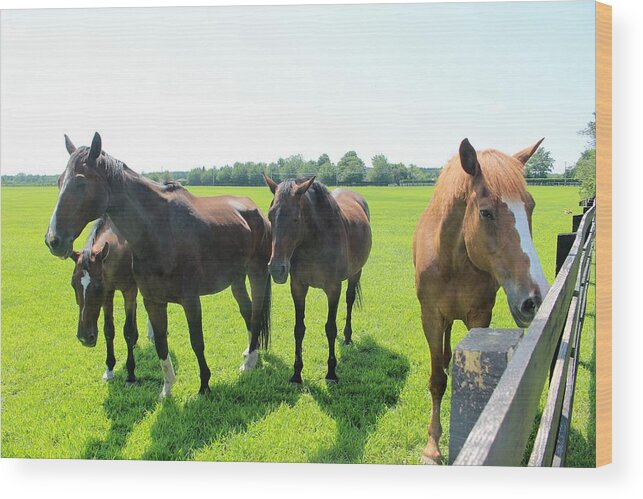 Horses Wood Print featuring the photograph Horses in Bridgehampton by David Zuhusky
