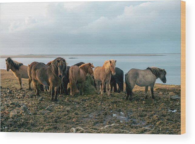 Iceland Wood Print featuring the photograph Horses in Iceland by Dubi Roman