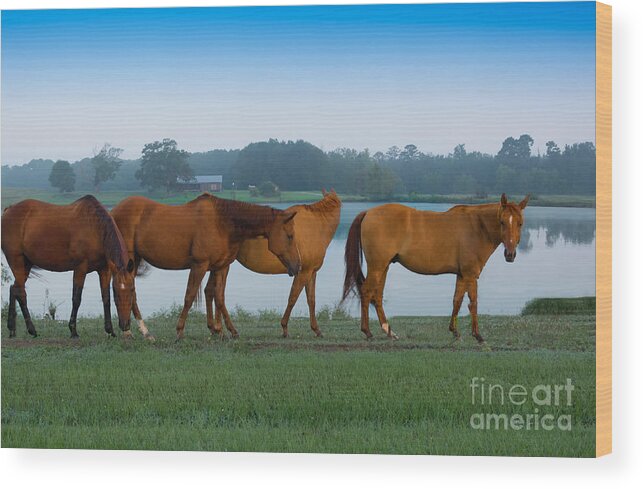 Horses Wood Print featuring the photograph Horses on the Walk by Metaphor Photo