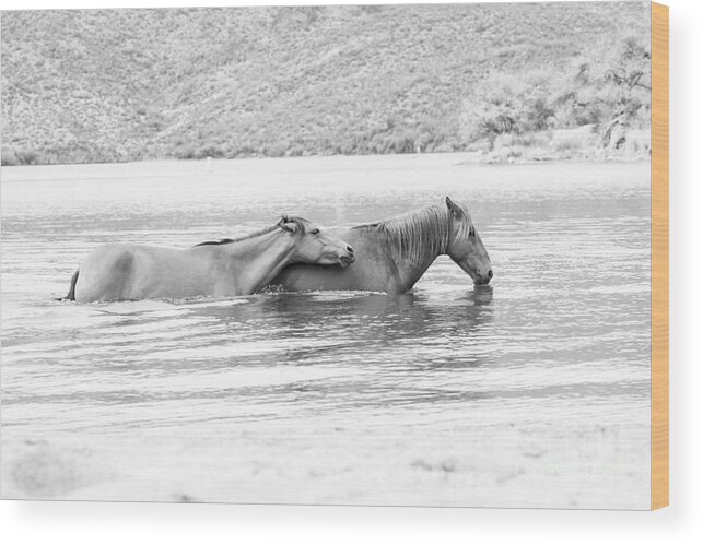 Salt River Wild Horses Wood Print featuring the photograph Horses Side by Side by Ruth Jolly