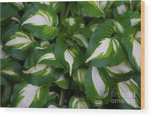 Blue Wood Print featuring the photograph Hosta by Alan Look