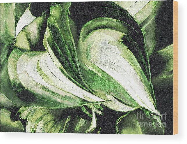 Hosta Wood Print featuring the photograph Hosta Hugs by Sandy Moulder