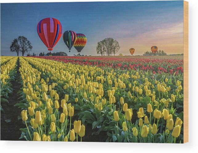 Hot Air Balloons Wood Print featuring the photograph Hot air balloons over tulip fields by William Lee