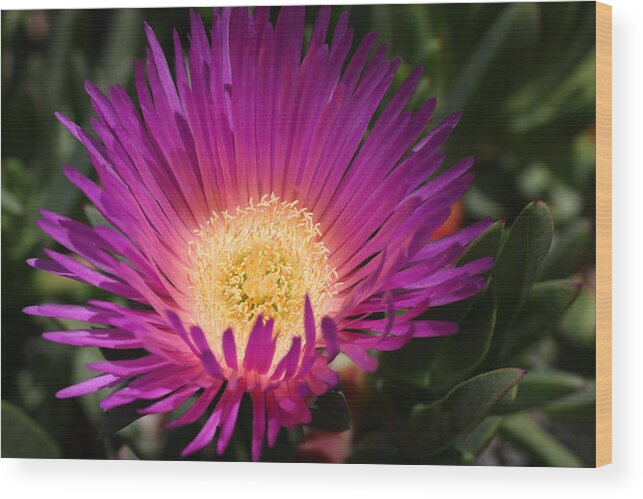 Hot Pink Cactus Wood Print featuring the photograph Hot Pink Ice Cactus Flower by Tammy Pool