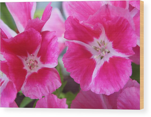 Dianthus Wood Print featuring the photograph Hot Pink Dianthus by Tammy Pool