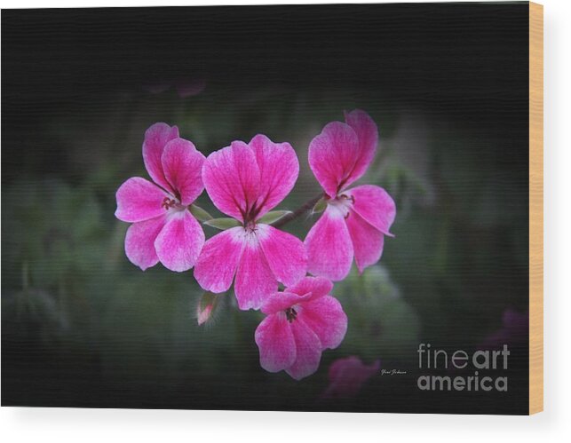 Pink Flowers Wood Print featuring the photograph Hot pink in Dark by Yumi Johnson