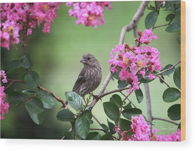 Birds Wood Print featuring the photograph House Finch by Trina Ansel
