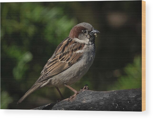 House Sparrow Bird Photograph Wood Print featuring the photograph House Sparrow 2 by Kenneth Cole