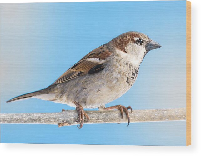Sparrow Wood Print featuring the photograph House Sparrow by Jim Hughes