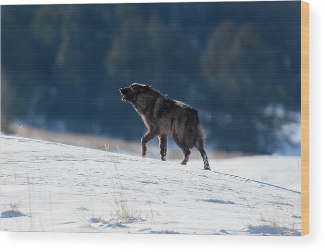 Mark Miller Photos Wood Print featuring the photograph Howling Black Yearling Wolf by Mark Miller