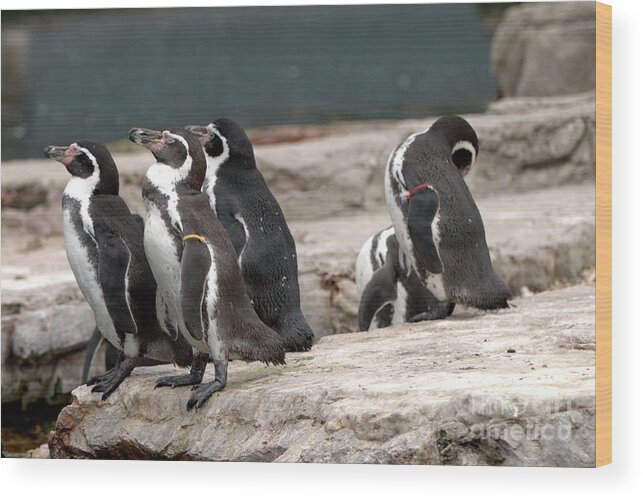 Bird Wood Print featuring the photograph Humboldt Penguins by Stephen Melia