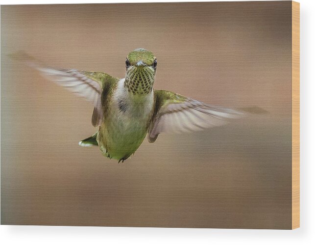 Hummingbird Wood Print featuring the photograph Hummingbird by Allin Sorenson
