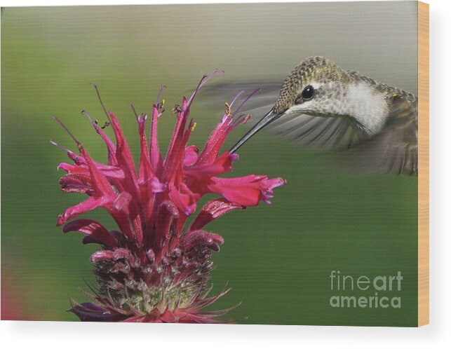 Hummingbird Wood Print featuring the photograph Hummingbird and Bee Balm by Robert E Alter Reflections of Infinity
