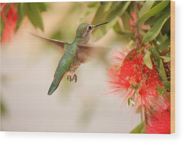 Hummingbird Wood Print featuring the photograph Hummingbird in Paradise by Penny Meyers