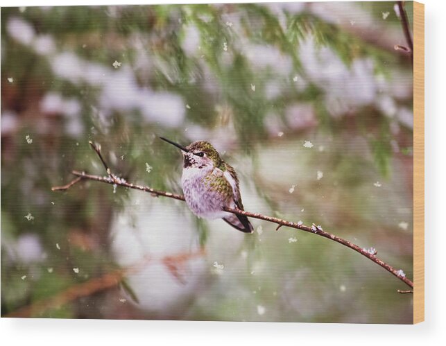 Hummingbird Wood Print featuring the photograph Hummingbird - Let it Snow by Peggy Collins