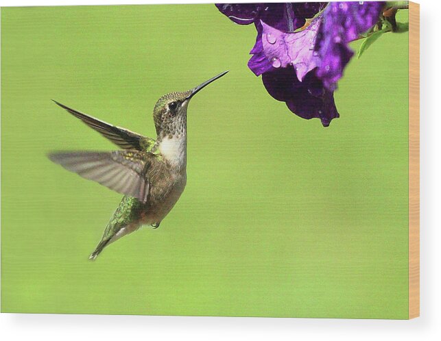 Bird Wood Print featuring the photograph Hummingbird by Lou Ford