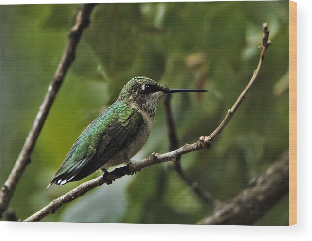 Nature Wood Print featuring the photograph Hummingbird on Branch by Sheila Brown