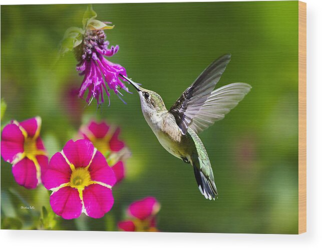 Hummingbird Wood Print featuring the photograph Hummingbird with Flower by Christina Rollo