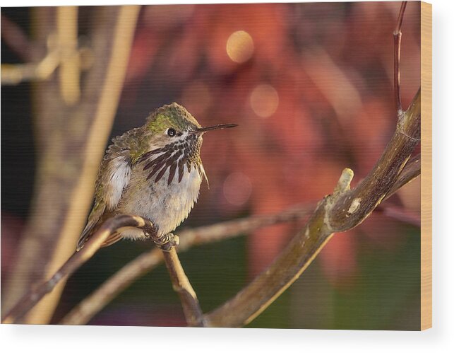 Hummingbird Wood Print featuring the photograph Hummingbird1 by Loni Collins