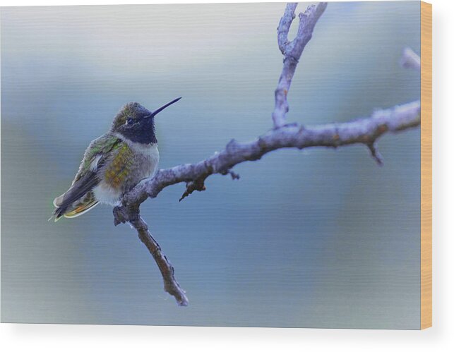 Hummingbird Wood Print featuring the photograph Hummingbird11 by Loni Collins