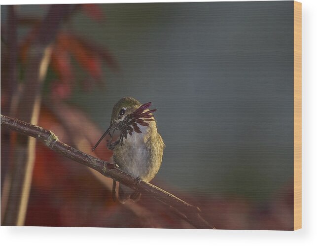 Hummingbird Wood Print featuring the photograph Hummingbird2 by Loni Collins