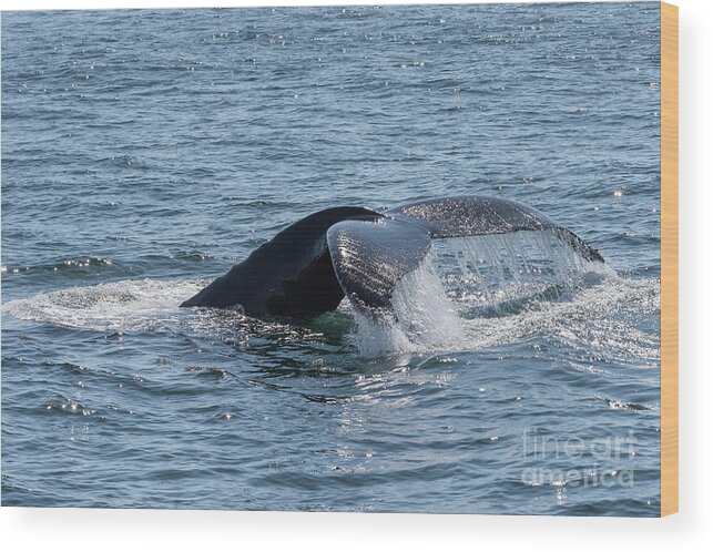 Humpback Wood Print featuring the photograph Humpback Whale Tail 6 by Lorraine Cosgrove