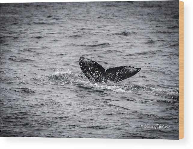 Humpback Whales Wood Print featuring the photograph Humpback Whale Tail by Roxy Hurtubise