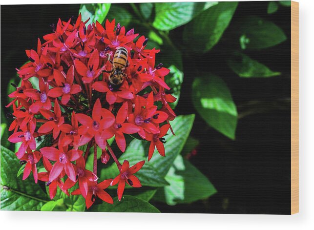 Bumblebee Wood Print featuring the photograph Hungry Bee by Bradley Dever