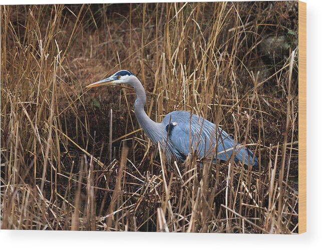 Great Wood Print featuring the photograph Hunting Heron by Travis Rogers