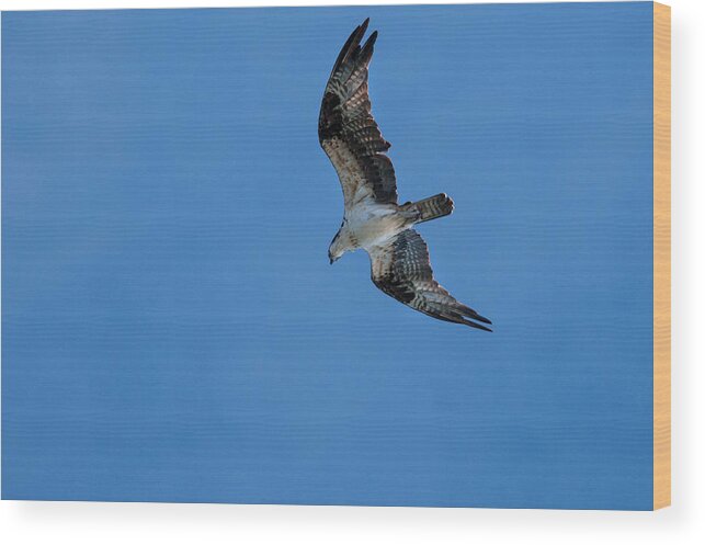 Animal Flying Wood Print featuring the photograph Hunting Osprey by Brian Green