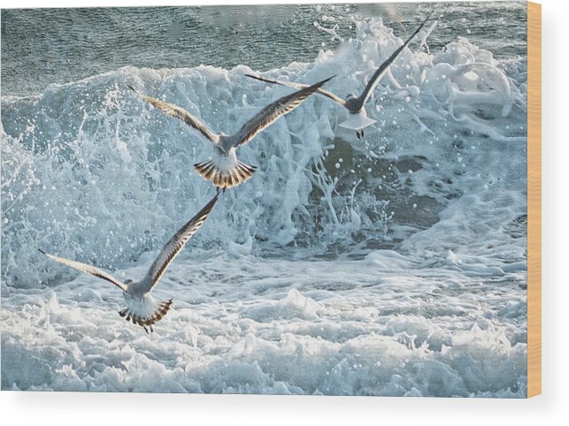Seagulls Wood Print featuring the photograph Hunting The Waves by Don Durfee