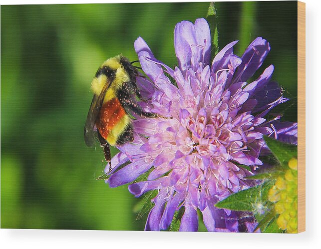 Hunt's Bumble Bee Wood Print featuring the photograph Hunt's Bumble Bee by Juli Ellen