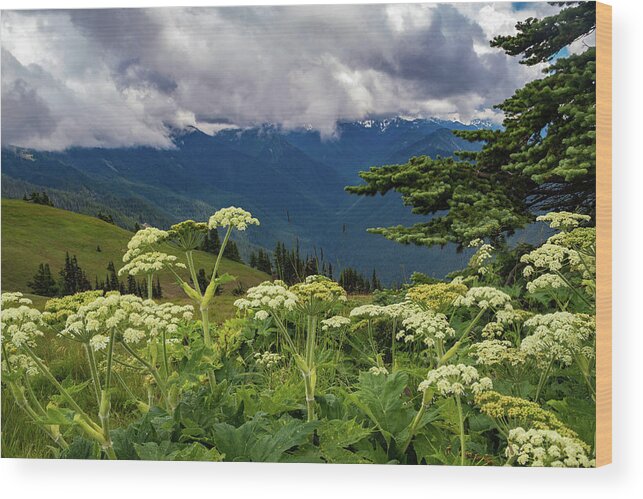 Hurricane Ridge Wood Print featuring the photograph Hurricane Ridge Wildflowers and Clouds by Roslyn Wilkins
