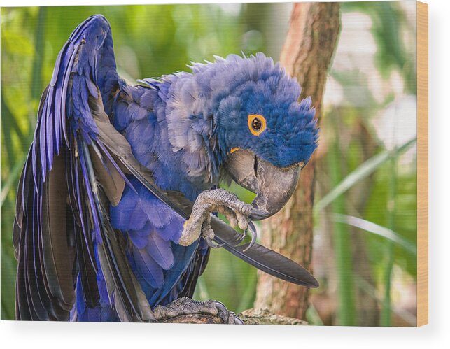 Hyacinth Macaw Wood Print featuring the photograph Hyacinth Macaw by Rob Sellers