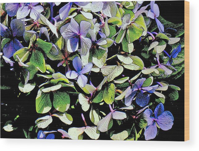 Blue Hydranges After The Frost. Frost Wood Print featuring the photograph Hydrangea by Margaret Hood