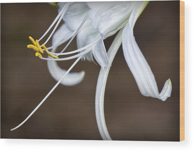 Peruvian Daffodil Wood Print featuring the photograph Hymenocallis narcissiflora by Patricia Montgomery