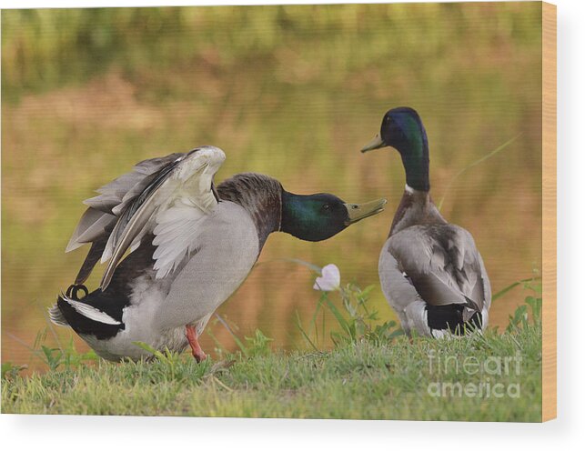 Duck Wood Print featuring the photograph I Am In Charge Here by Debby Pueschel