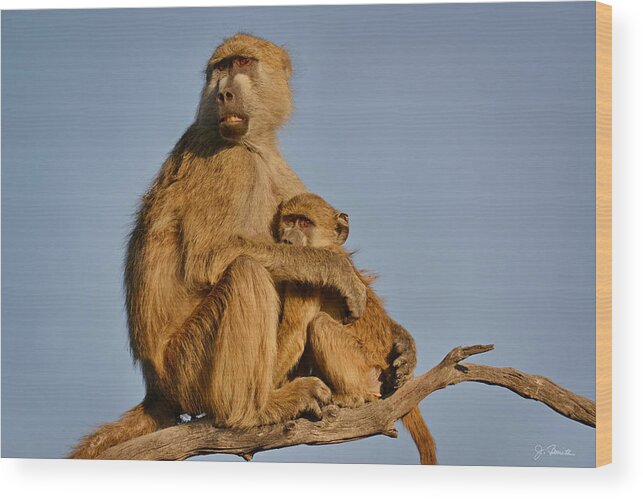 Baboons Wood Print featuring the photograph I Am So Scared Mama by Joe Bonita